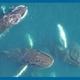 Scientists Are Sticking Cameras on Whales to Explore the Changing Antarctic